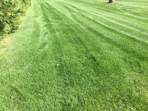 this is a photo of a lawn after being mowed, nutsedge control, western ma, westfield ma