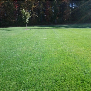 organic-lawn-care-westfield-ma this is a photo of an aeration on a lawn in westfield ma, new england lawn care, organic lawn care