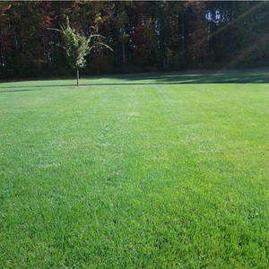 this is a photo of an aeration on a lawn in westfield ma, new england lawn care, organic lawn care