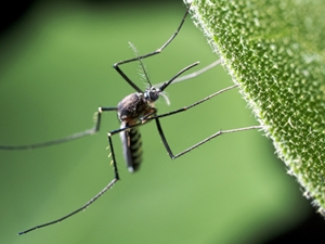 mosquito control this is a photo of a mosquito, mosquito control, western ma, westfield ma