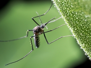 this is a photo of a mosquito, mosquito control, western ma, westfield ma