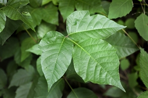 a photo of poison ivy, poison ivy removal, western ma, westfield ma