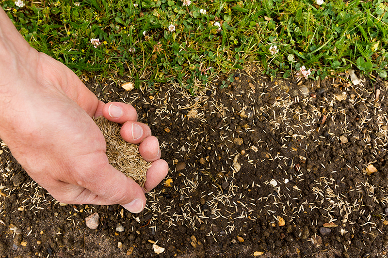 this is a photo of a hand spreading seed onto soil