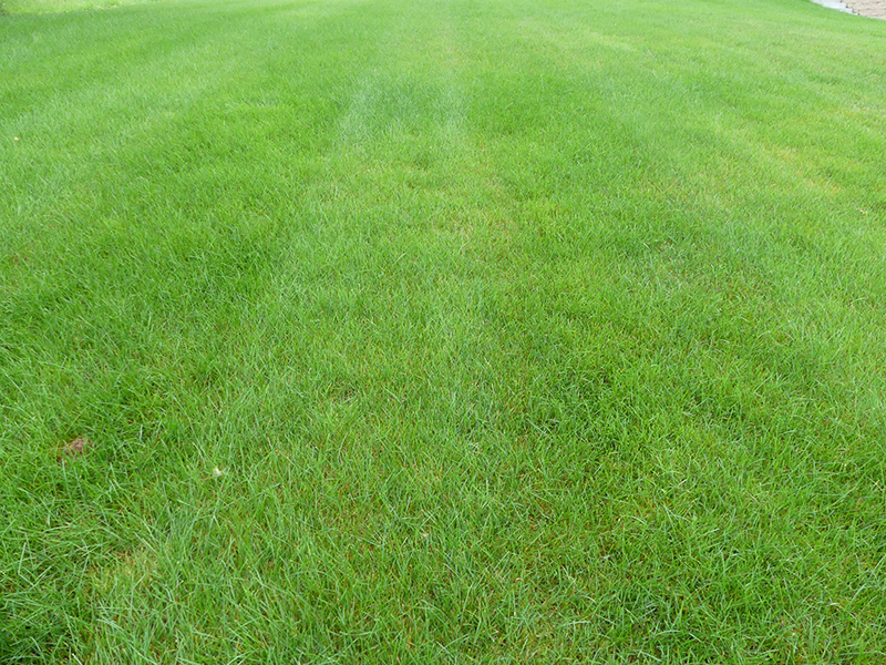 closeup of fertilized lawn, spray lawn care, fertilization program, new england lawn care