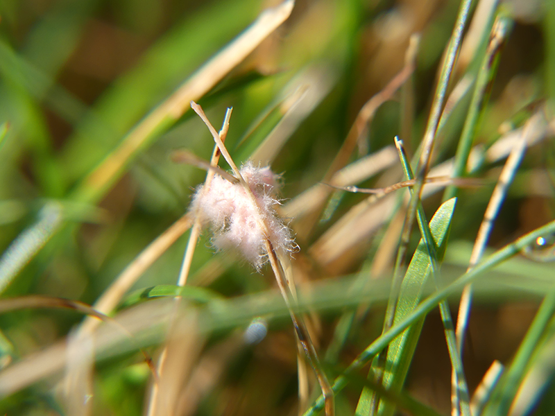 Red Thread, Pythium lawn disease, lawn care, lawn disease control, new england lawn care