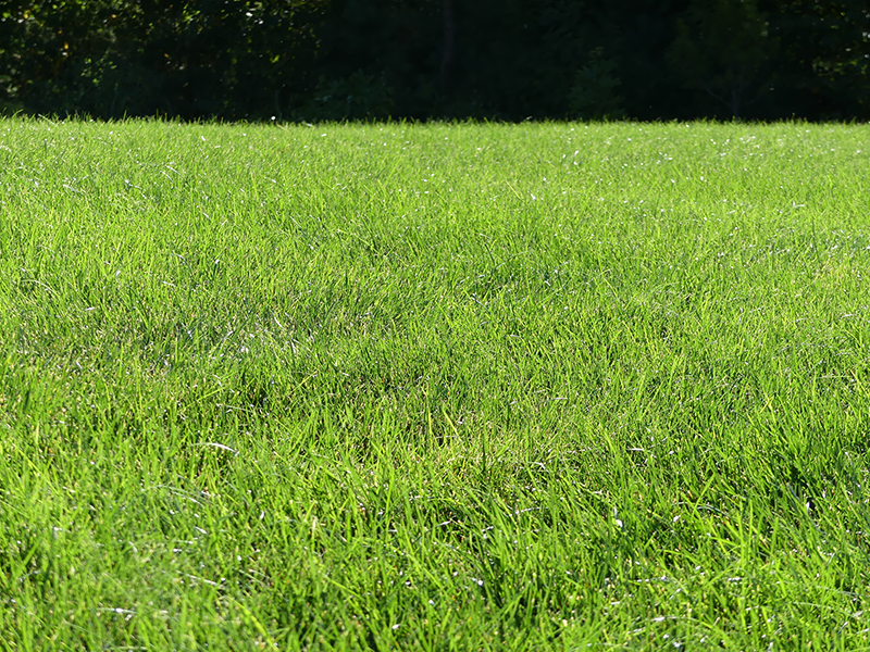 green grass on a summer day, spray lawn care, fertilization program, new england lawn care