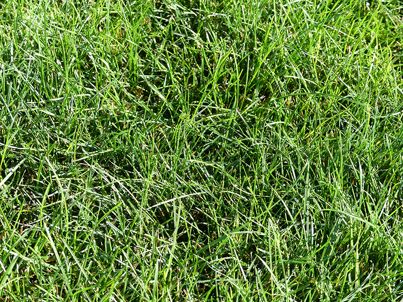 closeup of green grass, spray lawn care, fertilization program, new england lawn care